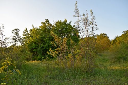 Восточно-Гайдукский лес