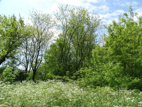 Зелёная зона в пос.Верхнебаканский (6)