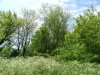 Зелёная зона в пос.Верхнебаканский (6)