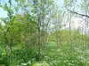Зелёная зона в пос.Верхнебаканский (6)