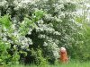 Зелёная зона в пос.Верхнебаканский (5)