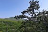 Сосны в Лавандовских можжевельниках