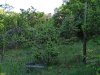 Зелёная зона в с.Северная Озереевка (5)