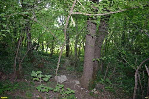 Зелёная зона в с.Глебовское (3)