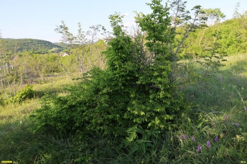 Зелёная зона в с.Глебовское (3)