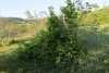 Зелёная зона в с.Глебовское (3)
