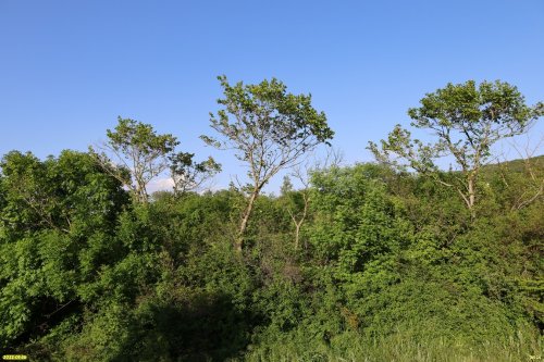 Зелёная зона в с.Глебовское (3)