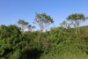 Зелёная зона в с.Глебовское (3)