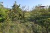 Зелёная зона в с.Глебовское (3)