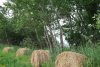 Зелёная зона в х.Ольгинский (3)