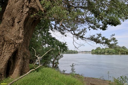 Мощный дуб на берегу Кубани в зелёной зоне в х.Ленинский (2)