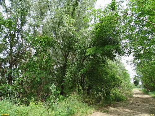 Зелёная зона в х.Ленинский (1)