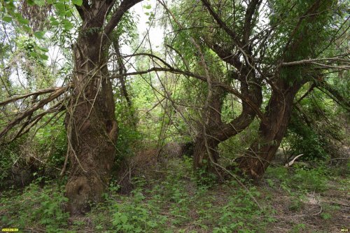 Зелёная зона в х.Ленинский (1)