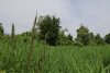 Заросшая камышом поляна в Урочище Добрый дед