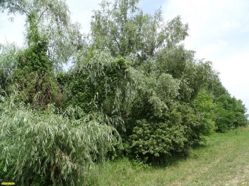 Аллея из ив и тополей - зелёная зона в х.Нечаевский (3)