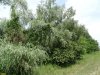 Аллея из ив и тополей - зелёная зона в х.Нечаевский (3)