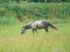 Зелёная зона в х.Свободный (1) испотльзуется для выпаса домашних животных