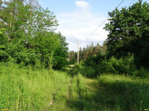 Припшехский лес (г.Апшеронск)