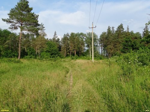 Припшехский лес (г.Апшеронск)