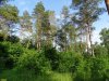Припшехский лес (г.Апшеронск)