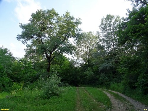 Припшехский лес (г.Апшеронск)