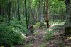 Закурджипский лес (х.Гуамка)