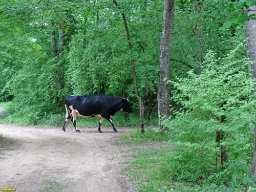 Зелёная зона в х.Гуамка (1)