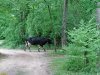 Зелёная зона в х.Гуамка (1)