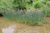 Пойма реки Хабль (ст.Холмская)
