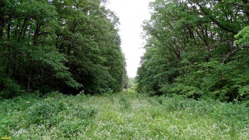Просека в северной части Синегорского леса