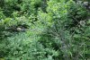 Одичавшие персиковые деревья в зелёной зоне в п.Синегорск (2)