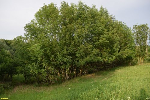 Зелёная зона в п.Синегорск (1)