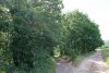 Зелёная зона в ст.Холмская (7)