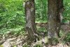 Мощные дубы в южной части Урочища Горки