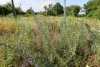 Урочище Горки: северная часть