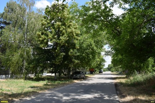 Зелёная зона в с.Юровка (2)