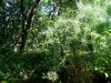Зелёная зона в х.Большой Разнокол (2)