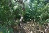 Зелёная зона в х.Большой Разнокол (1)