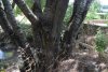 Зелёная зона в х.Иванов (дополнительная-1)