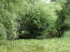 Зелёная зона в с.Варваровка (1)