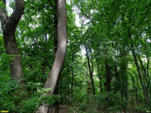 Зелёная зона в с.Варваровка (1)