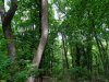 Зелёная зона в с.Варваровка (1)