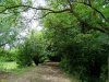 Зелёная зона в с.Варваровка (1)