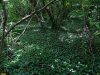 Бужоро-Кодзорский лес
