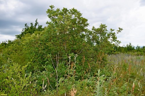 Куматырская гора
