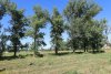 Зелёная зона в п.Красный Октябрь (2)