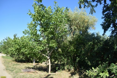 Зелёная зона в п.Красный Октябрь (8)