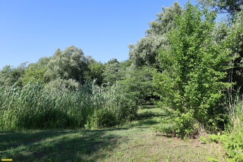 Куркинский лес