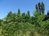 Зелёная зона в х.Светлый Путь Ленина (2)