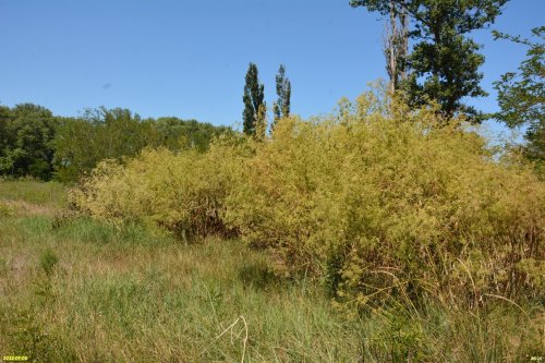 Зелёная зона в п.Кучугуры (12)